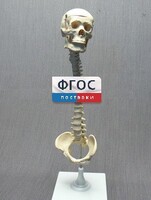 Модель "Позвоночник с черепом и тазом" - fgospostavki.ru - Южно-Сахалинск