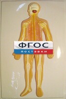 Модель барельефная "Нервная система человека" - fgospostavki.ru - Южно-Сахалинск