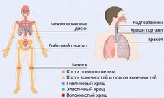 Интерактивные курсы. Биология 9 класс. Базовый. - fgospostavki.ru - Южно-Сахалинск