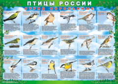 Комплект таблиц "Птицы России (4 листа)" (100х140 сантиметров, винил) - fgospostavki.ru - Южно-Сахалинск