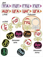 Модель-аппликация Биосинтез белка - fgospostavki.ru - Южно-Сахалинск