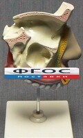Модель "Разрез носоглотки" - fgospostavki.ru - Южно-Сахалинск