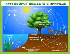 Стенд "Круговорот веществ" - fgospostavki.ru - Южно-Сахалинск