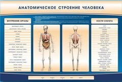 Электрифицированный стенд-тренажер c макетом скелета "Анатомическое строение человека" - fgospostavki.ru - Южно-Сахалинск