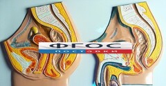Модель барельефная "Таз мужской и таз женский" - fgospostavki.ru - Южно-Сахалинск