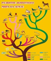 Стенд "Развитие животного мира на земле" - fgospostavki.ru - Южно-Сахалинск