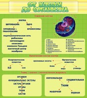 Стенд "От клетки до организма" - fgospostavki.ru - Южно-Сахалинск