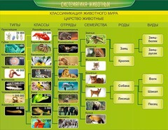 Стенд "Систематика животных" - fgospostavki.ru - Южно-Сахалинск