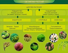 Стенд "Систематика растений" - fgospostavki.ru - Южно-Сахалинск