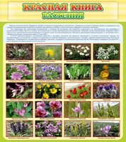 Стенд "Красная книга - растения" - fgospostavki.ru - Южно-Сахалинск