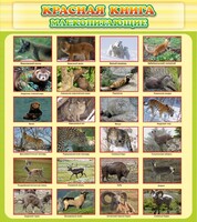 Стенд "Красная книга - млекопитающие" - fgospostavki.ru - Южно-Сахалинск