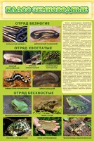 Стенд "Класс земноводные" - fgospostavki.ru - Южно-Сахалинск