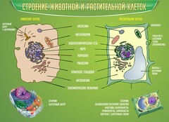 Стенд "Строение животной и растительной клеток" - fgospostavki.ru - Южно-Сахалинск