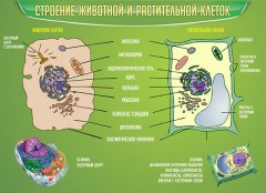  Биология - fgospostavki.ru - Южно-Сахалинск