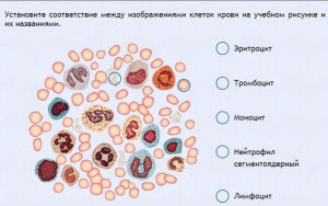 Интерактивные курсы. Биология 11 класс. Расширенный. - fgospostavki.ru - Южно-Сахалинск