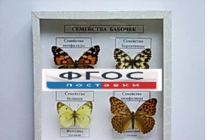 Коллекция "Семейство бабочек" - fgospostavki.ru - Южно-Сахалинск