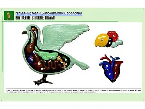 Рельефная таблица "Внутреннее строение голубя" (формат А1, матовое ламинирование) - fgospostavki.ru - Южно-Сахалинск