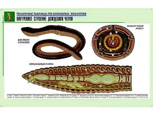 Рельефная таблица "Внутреннее строение дождевого червя" (формат А1, матовое ламинирование) - fgospostavki.ru - Южно-Сахалинск