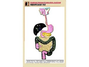 Рельефная таблица "Пищеварительный тракт" (формат А1, матовое ламинирование) - fgospostavki.ru - Южно-Сахалинск