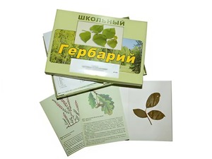 Гербарий "Дикорастущие растения" (30 видов, с иллюстрациями) - fgospostavki.ru - Южно-Сахалинск