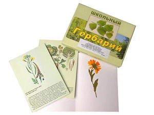 Гербарий "Систематика растений. Семейство Пасленовые. Крестоцветные. Сложноцветные" (раздаточный) - fgospostavki.ru - Южно-Сахалинск