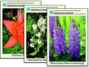 Гербарий фотографический "Основные группы растений" - fgospostavki.ru - Южно-Сахалинск
