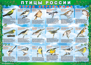 Комплект таблиц "Птицы России (4 листа)" (100х140 сантиметров, винил) - fgospostavki.ru - Южно-Сахалинск