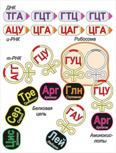 Модель-аппликация Биосинтез белка - fgospostavki.ru - Южно-Сахалинск