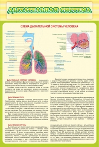 Стенд "Дыхательная система" - fgospostavki.ru - Южно-Сахалинск