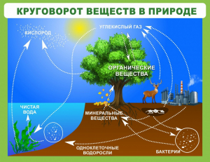 Стенд "Круговорот веществ" - fgospostavki.ru - Южно-Сахалинск