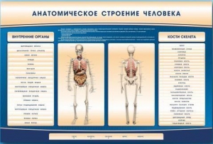 Электрифицированный стенд-тренажер c макетом скелета "Анатомическое строение человека" - fgospostavki.ru - Южно-Сахалинск