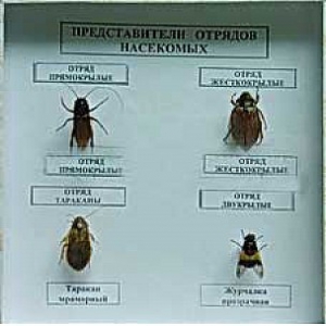 Коллекция энтомологическая "Представители отряда насекомых" - fgospostavki.ru - Южно-Сахалинск