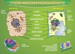 Стенд "Строение животной и растительной клеток" - fgospostavki.ru - Южно-Сахалинск