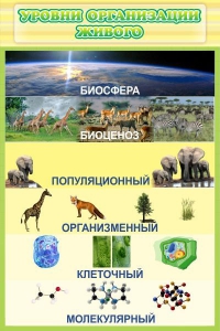 Стенд "Уровни организации живого" - fgospostavki.ru - Южно-Сахалинск