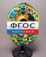 Модель "Клетка растения" - fgospostavki.ru - Южно-Сахалинск
