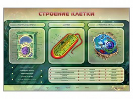 Электрифицированный стенд "Строение клетки" с маркерными полями - fgospostavki.ru - Южно-Сахалинск