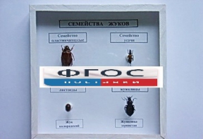 Коллекция "Семейство жуков" - fgospostavki.ru - Южно-Сахалинск