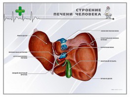 Стенд "Строение печени человека" - fgospostavki.ru - Южно-Сахалинск