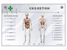 Электрифицированный стенд-тренажер "Скелетон" - fgospostavki.ru - Южно-Сахалинск