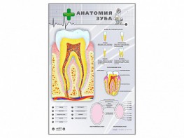 Электрифицированный стенд "Анатомия зуба" - fgospostavki.ru - Южно-Сахалинск