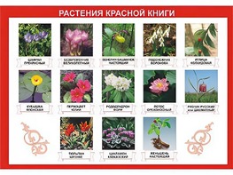 Таблица демонстрационная "Растения Красной книги" (винил 100*140) - fgospostavki.ru - Южно-Сахалинск