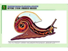 Рельефная таблица "Внутреннее строение брюхоногого моллюска" (формат А1, матовое ламинирование) - fgospostavki.ru - Южно-Сахалинск