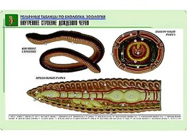 Рельефная таблица "Внутреннее строение дождевого червя" (формат А1, матовое ламинирование) - fgospostavki.ru - Южно-Сахалинск