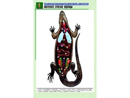 Рельефная таблица "Внутреннее строение ящерицы" (формат А1, матовое ламинирование) - fgospostavki.ru - Южно-Сахалинск