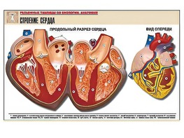 Рельефная таблица "Строение сердца" (формат А1, матовое ламинирование) - fgospostavki.ru - Южно-Сахалинск
