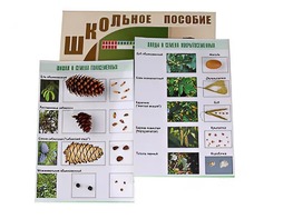 Коллекция "Шишки, плоды, семена деревьев и кустарников" - fgospostavki.ru - Южно-Сахалинск