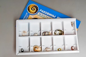 Коллекция "Раковины моллюсков" - fgospostavki.ru - Южно-Сахалинск