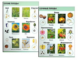 Коллекция "Семена и плоды" - fgospostavki.ru - Южно-Сахалинск