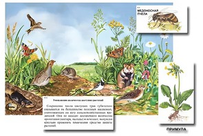 Магнитный плакат-аппликация "Луг: биоразнообразие и взаимосвязи в сообществе" - fgospostavki.ru - Южно-Сахалинск