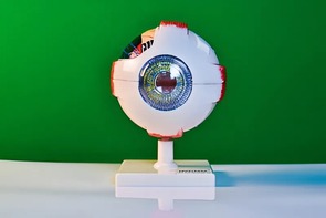 Модель глаза - fgospostavki.ru - Южно-Сахалинск